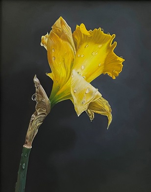 Ginny Page 2022 - Narcissus - 35 x 24cm - Oil on Panel